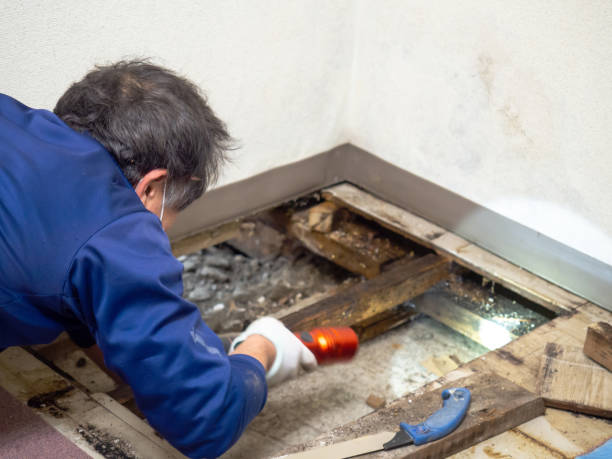Best Mold Removal Specialists  in Texas City, TX