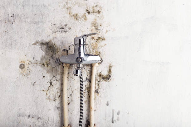 Texas City, TX Mold Removal Company