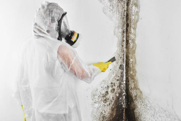 Best Mold Removal Company Near Me  in Texas City, TX