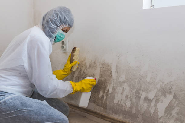 Best Professional Mold Removal  in Texas City, TX