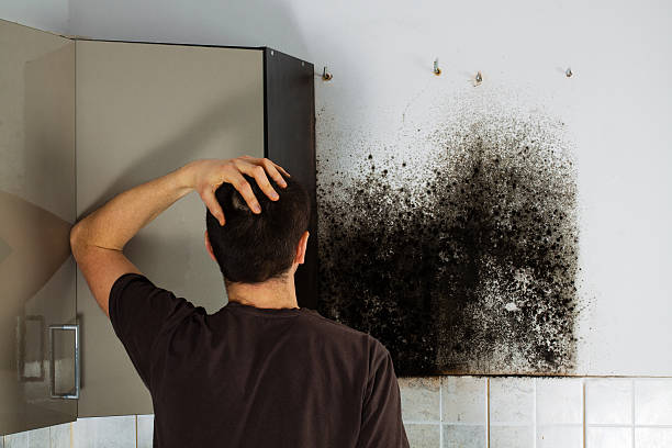 Certified Mold Removal in Texas City, TX